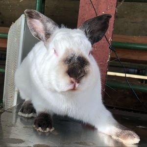 Meet your Posher, Alyssa